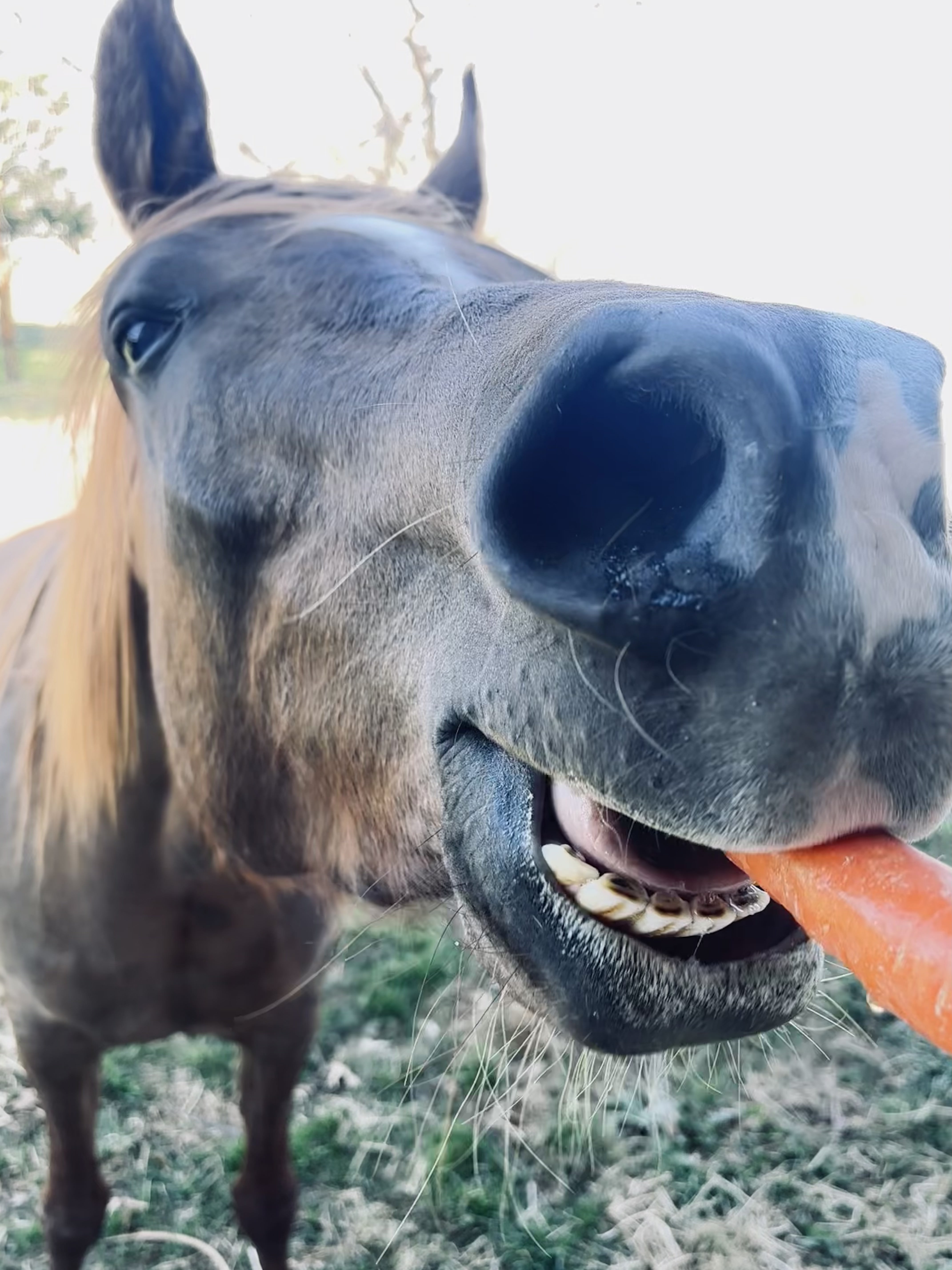Chica at Inzunza Ranch
