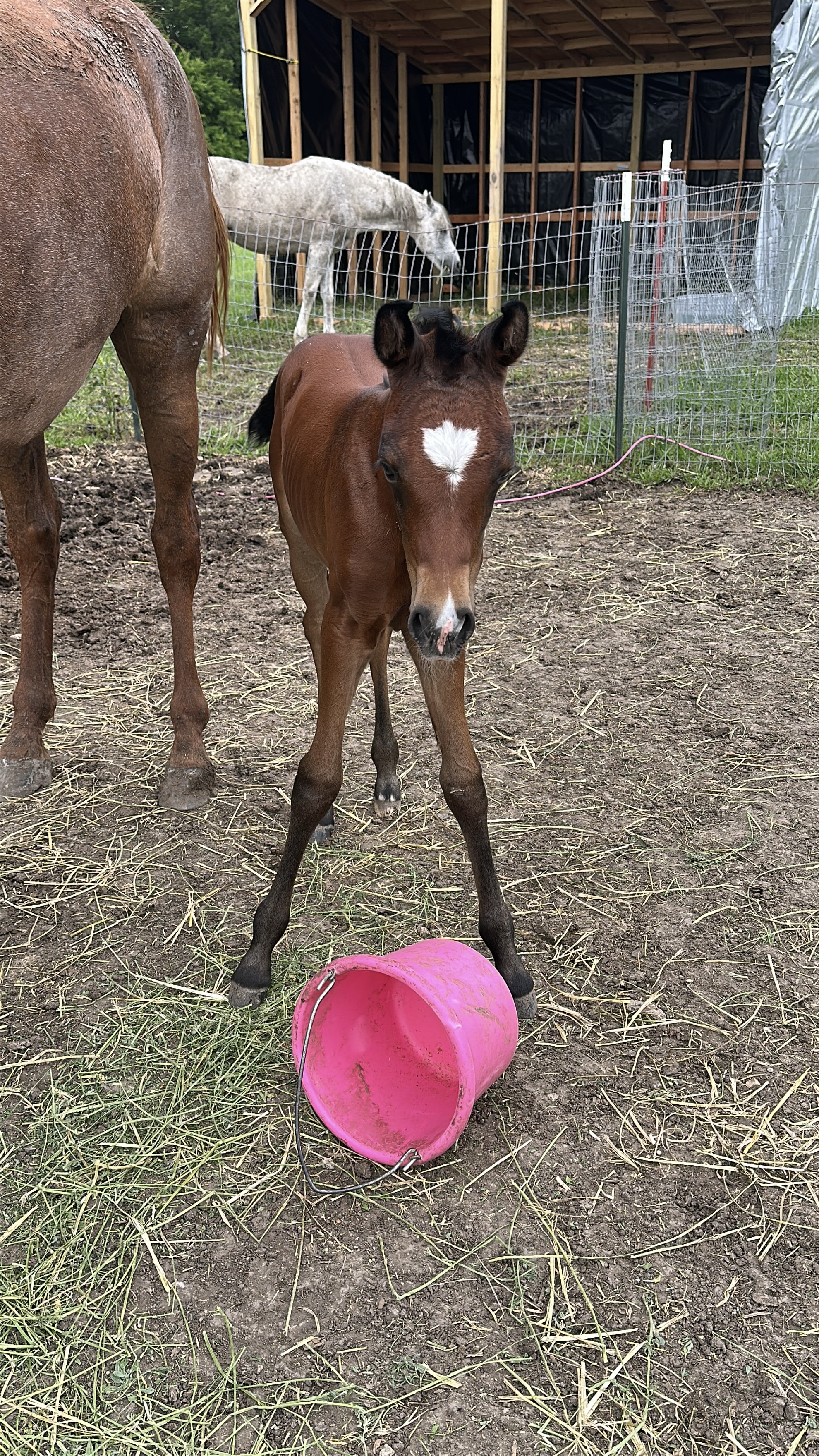 Chula at Inzunza Ranch